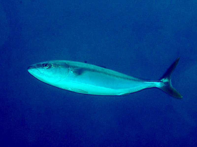 A live yellowtail amberjack swimming