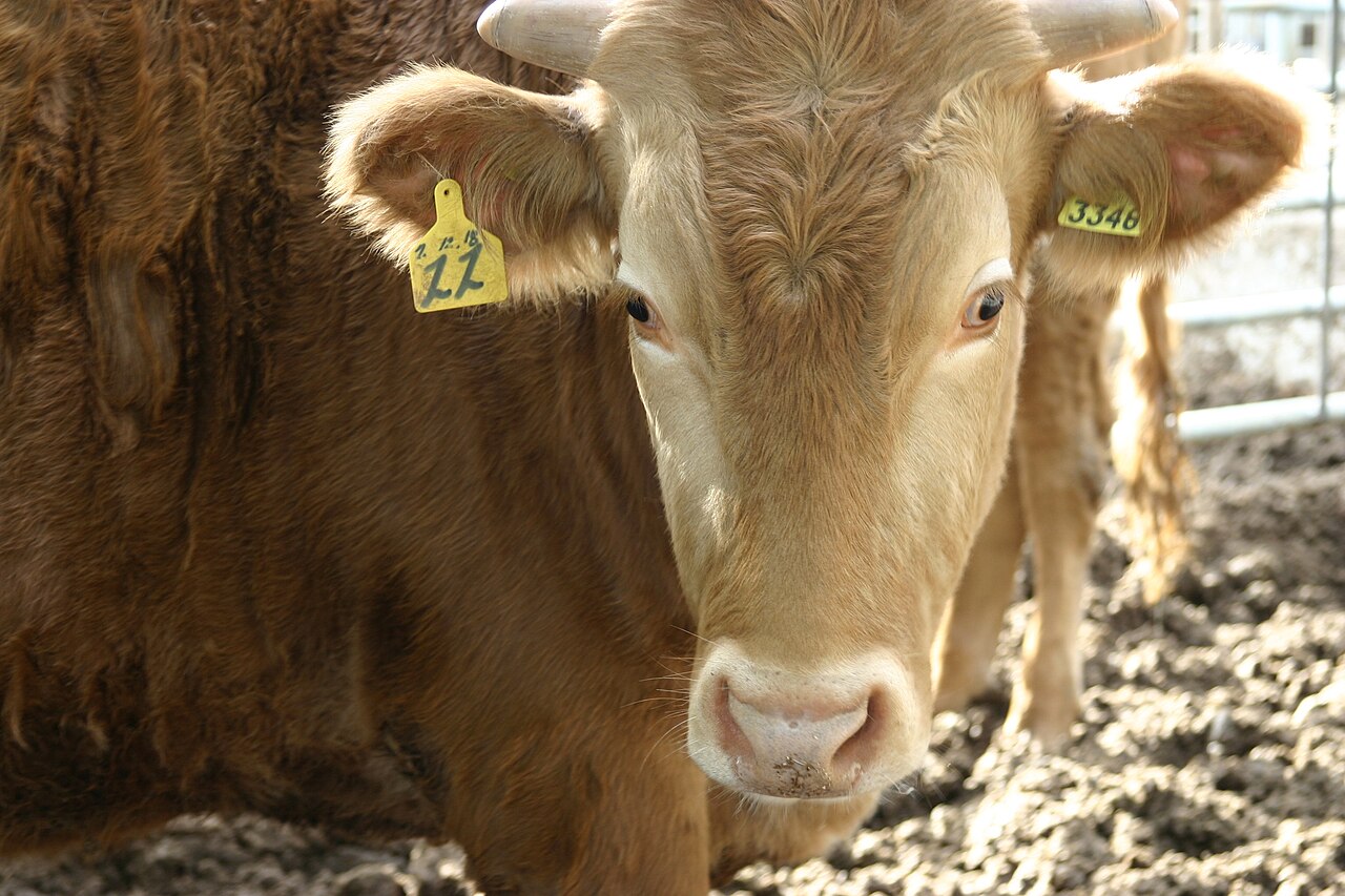 A Korean native cattle breed