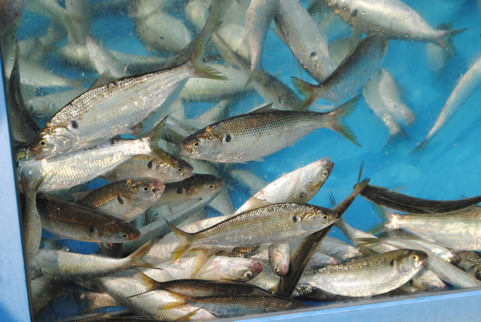 Gizzard shad on ice at a fish counter