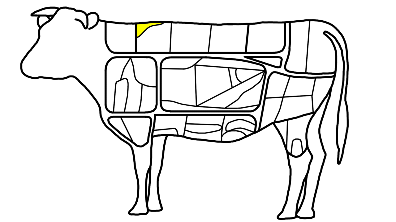 Diagram showing the salchisal area on a cow